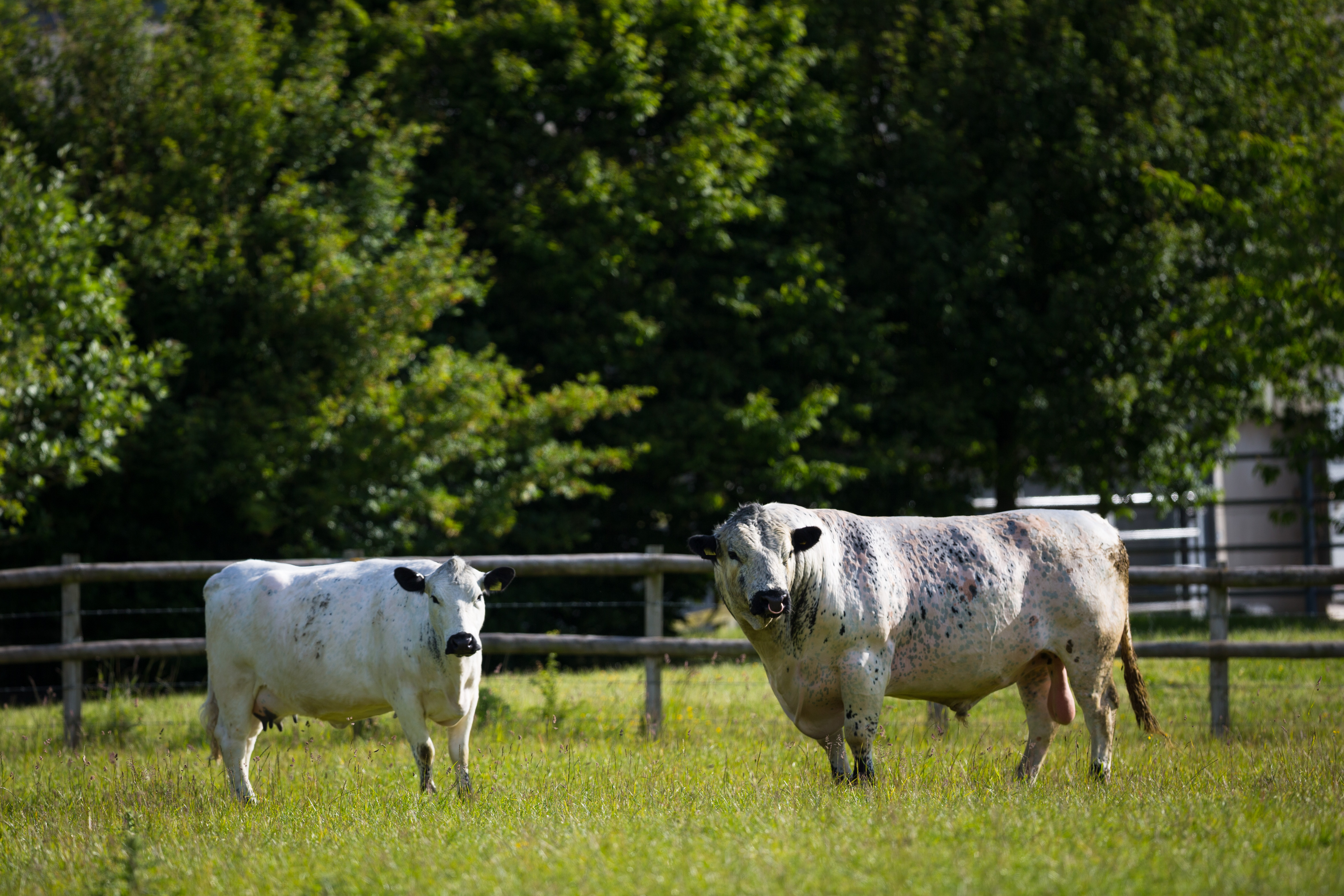 home hereford cattle british white cattle other friends woodland and ...